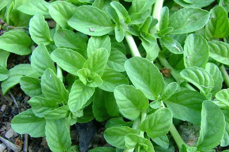 خالواش (کوت کوته، خالی واش)