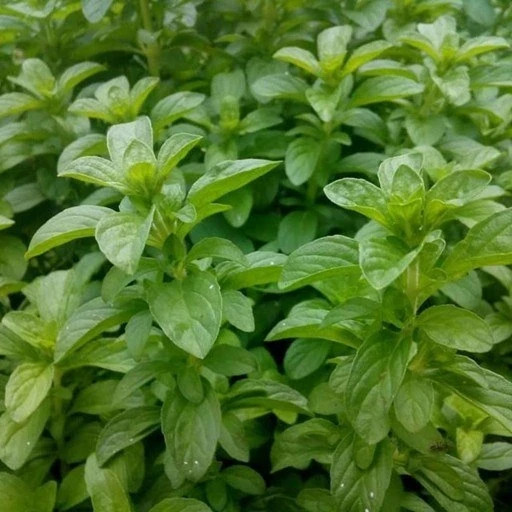 خالواش (کوت کوته، خالی واش)