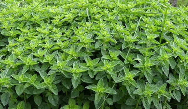 خالواش (کوت کوته، خالی واش)