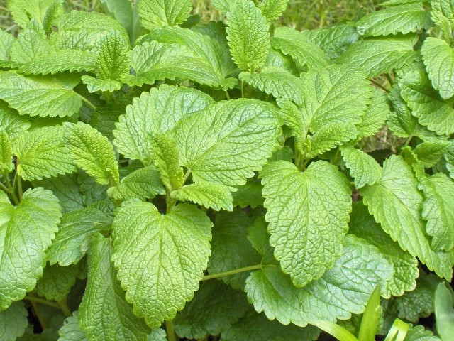 بونجیل (بوانجیر)