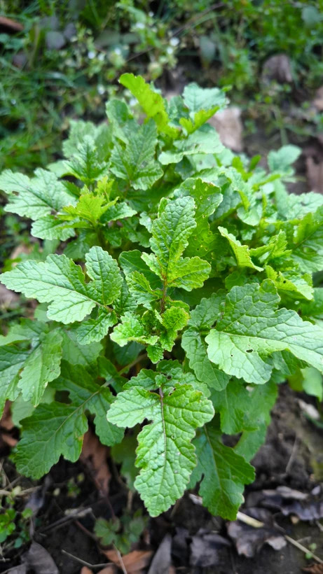 بذر سبزی اسپندیل