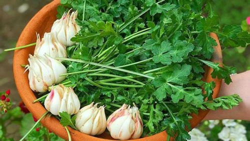 بذر چوچاق یا زولنگ