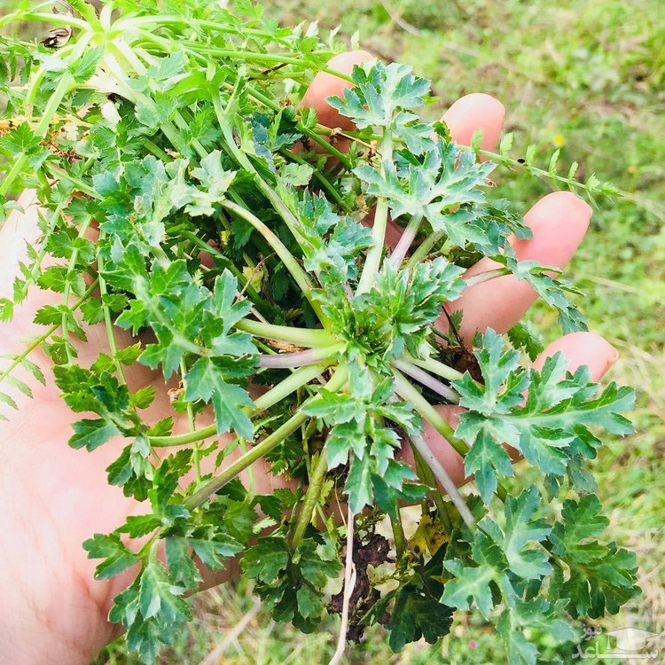 بذر چوچاق یا زولنگ