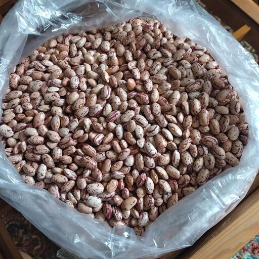 بذر لوبیا چیتی محلی گیلان