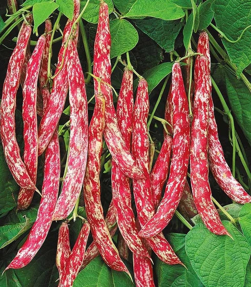 بذر لوبیا چیتی محلی گیلان