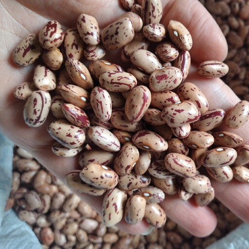 بذر لوبیا چیتی محلی گیلان