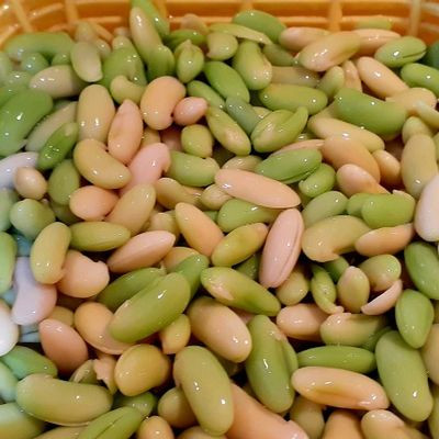 بذر لوبیا کشاورزی(لوبیا رشتی) مخصوص باقلا قاتق