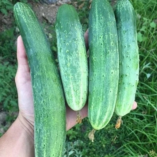 بذر خیار محلی درختی گیلان