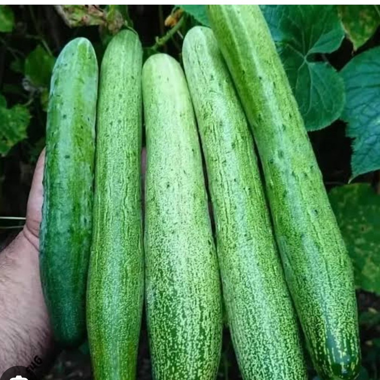 بذر خیار محلی درختی گیلان