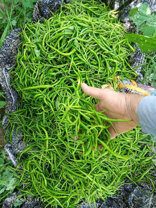 بذر فلفل سوزنی شیرین اصل آستانه