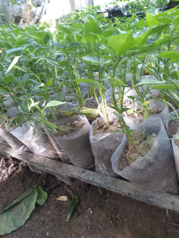 بذر فلفل سوزنی شیرین اصل آستانه