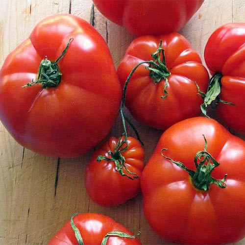 بذر گوجه فرنگی محلی ترش درشت