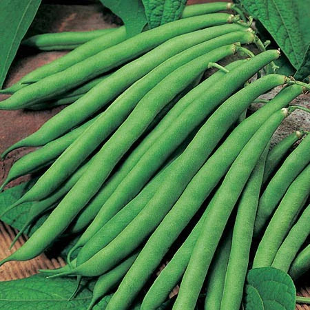 بذر لوبیا سبز سان ری بوته ای